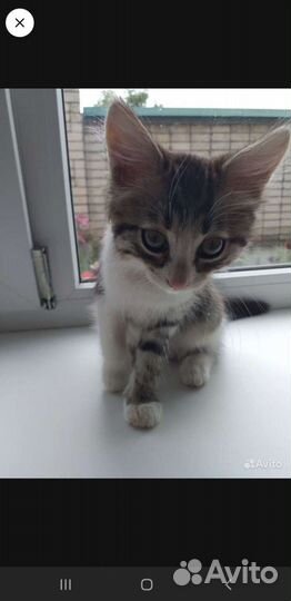 Кошка в дар бесплатно