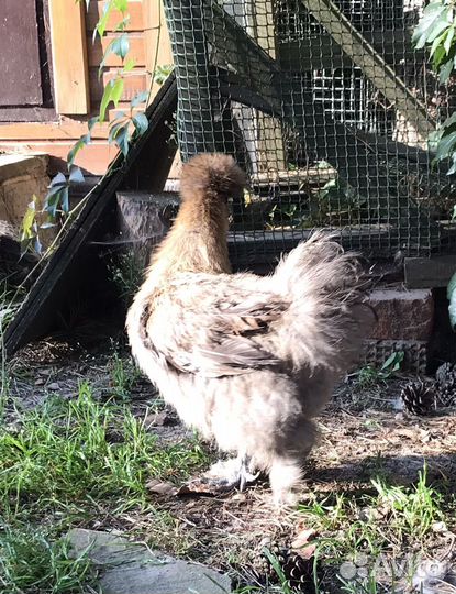 Куры китайские шелковые пуховые