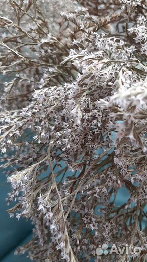 Сухоцветы для декора и творчества