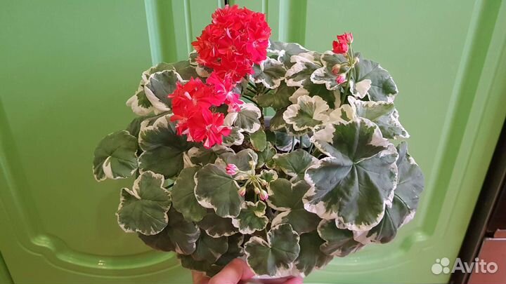 Пеларгония Oliver Velfair