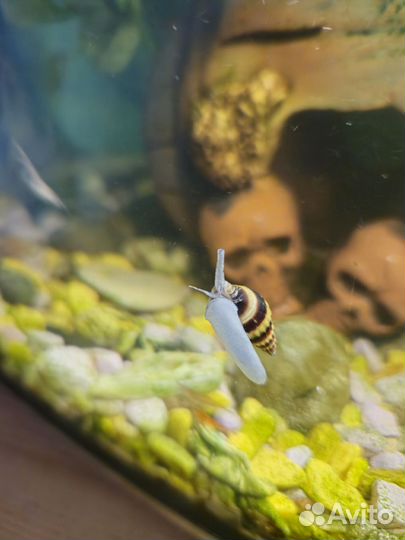 Аквариумные улитки хелены