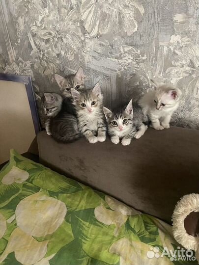 Кошка в дар бесплатно