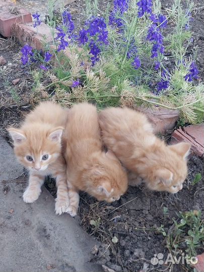 Котята, почти мейн-куны, в добрые руки