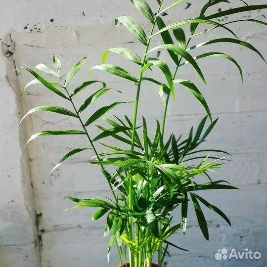 Пальма Хамедорея