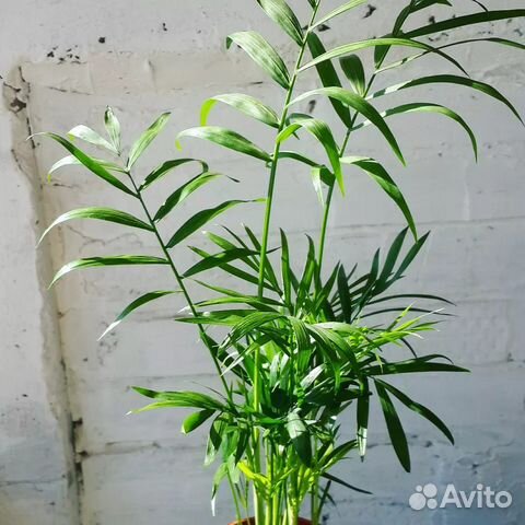 Пальма Хамедорея