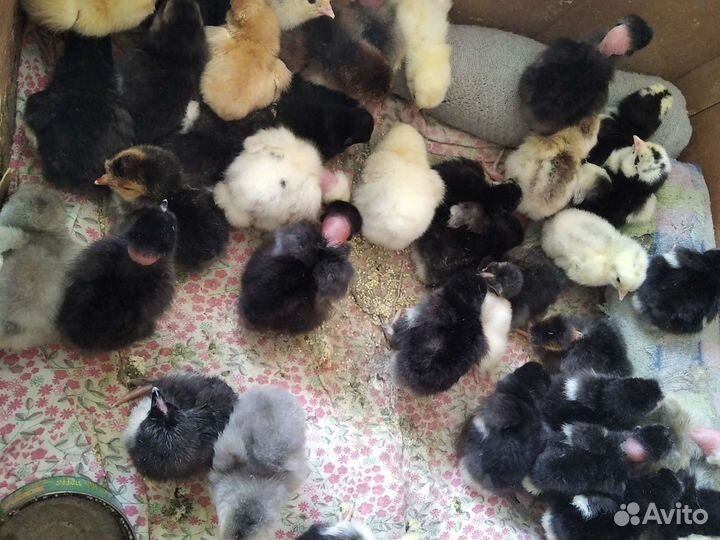 Цыплята суточные/подрощенные