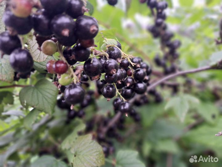 Черная смородина свежая