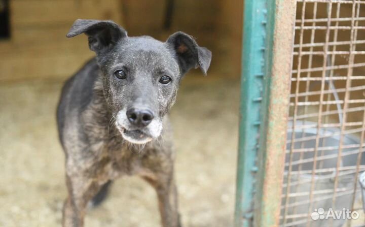 Буча в добрые руки спасите пёсиху