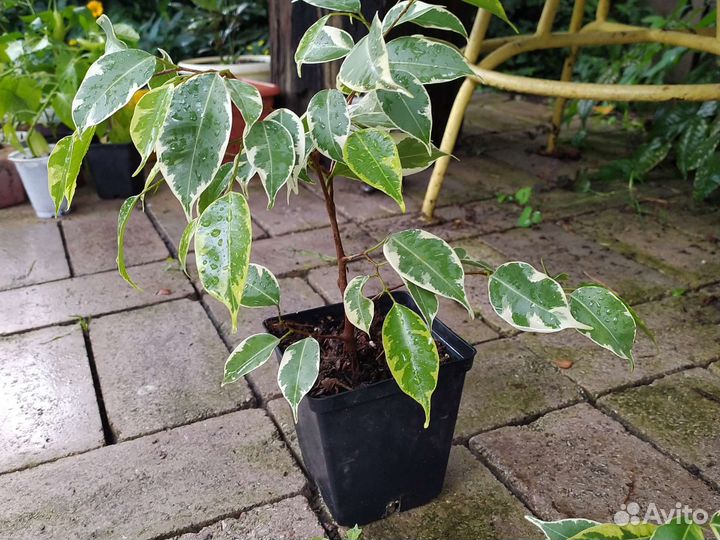 Рассада фикус, фиалки, горький перец