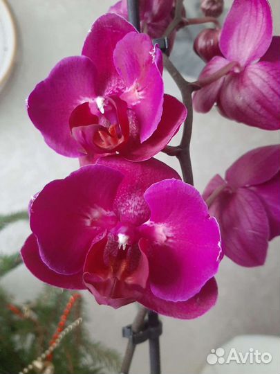 Орхидея Стелленбош бабочка купить в Пушкине | Товары для дома и дачи | Авито