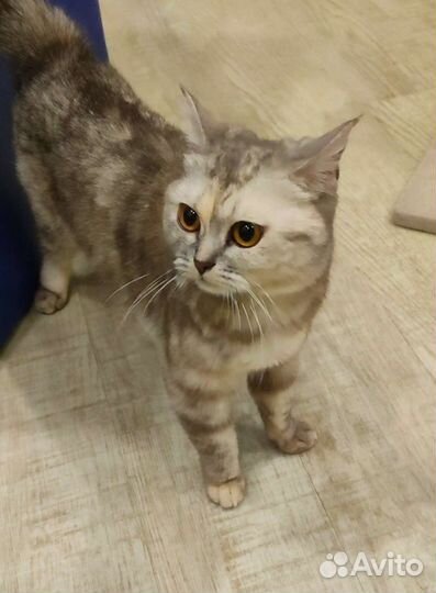 Шотландская