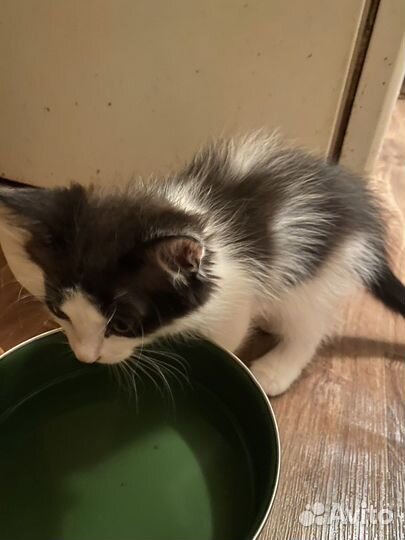 Котята в добрые руки бесплатно