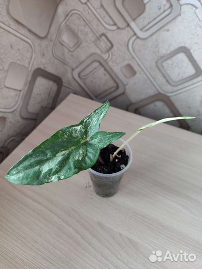 Сингониумы сортовые мохито, сплеш, панда