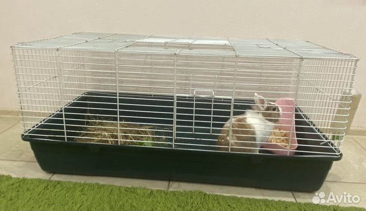 Декоративный кролик