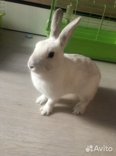 Белый кролик для фотографий