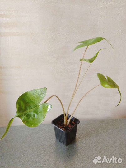 Алоказия Стингрей (Скат)