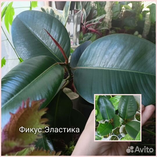 Комнатные растения цветы