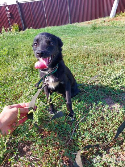 Собака Кнопка