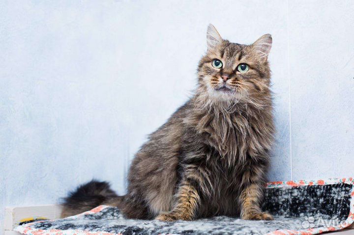 Кошка сибирская, ласковая в приюте