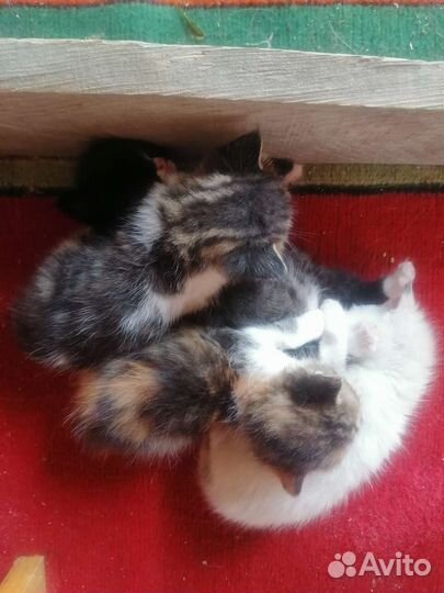 Котята в добрые руки