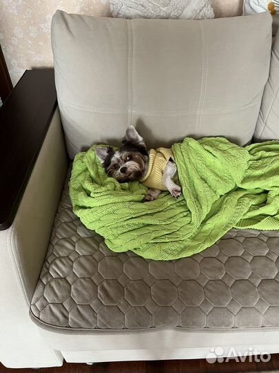 Бивер йорк вязка