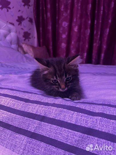 Котята в хорошие руки