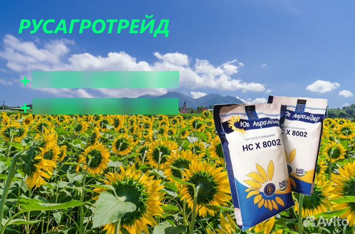 Семена гибридов подсолнечника Тальда Экспресс