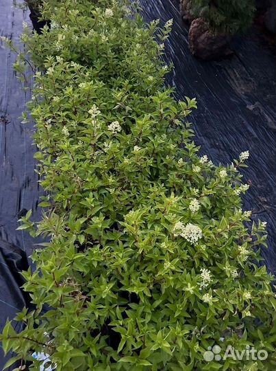 Декоративные растения