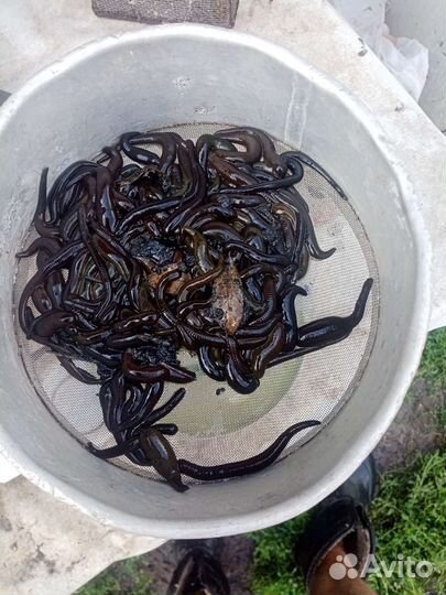 Пиявки для рыбалки