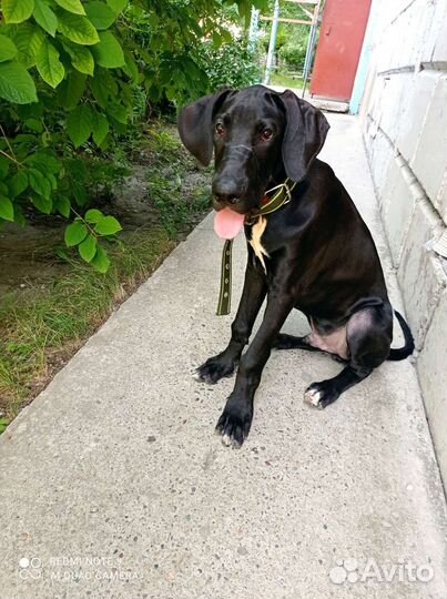 Немецкий дог