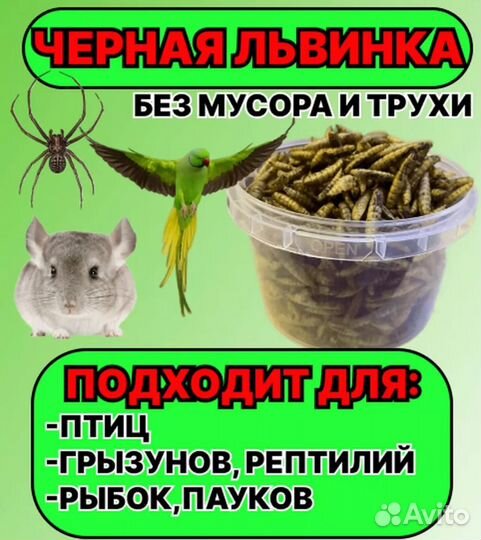 Черная львинка сушеная (лакомство)