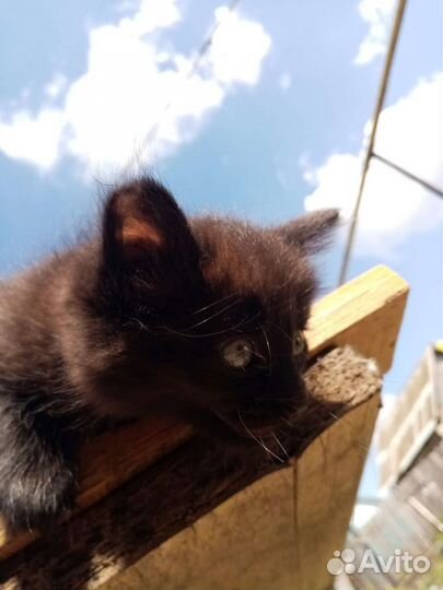 Котята в дар