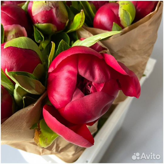 Букет из пионов