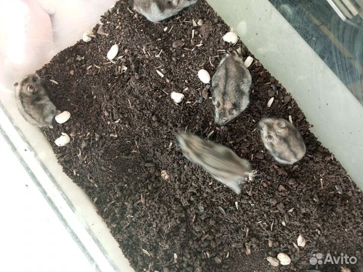 Хомячки джунгарики мальчики и девочки