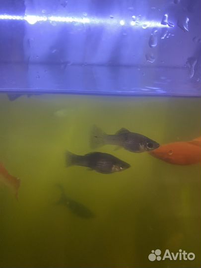Сроч.но продам рыбок аквариумных