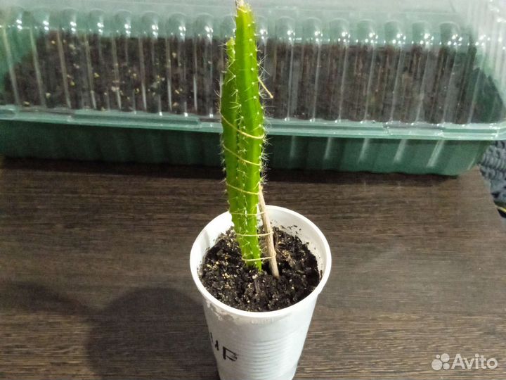 Кактус Питайяха (питайя) семена