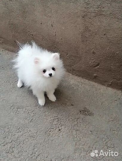 Мальчик Померанчик