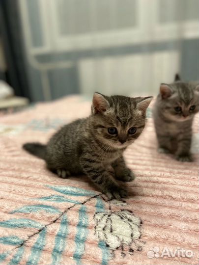 Британские котята