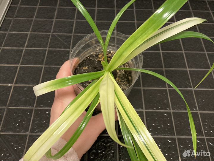 Панданус вариегатный