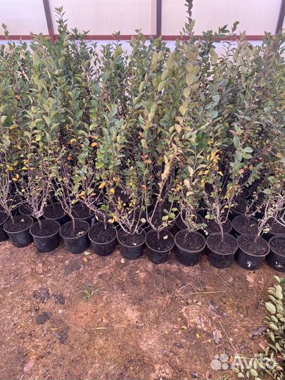 Кизильник блестящий