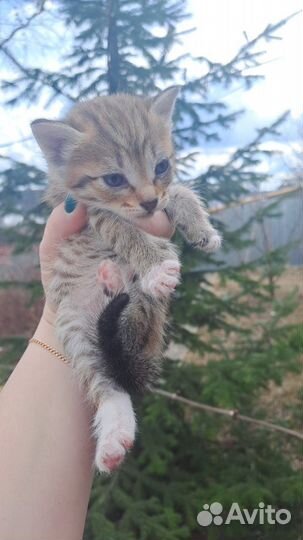 Котята, заряженные на счастье, любовь и удачу )