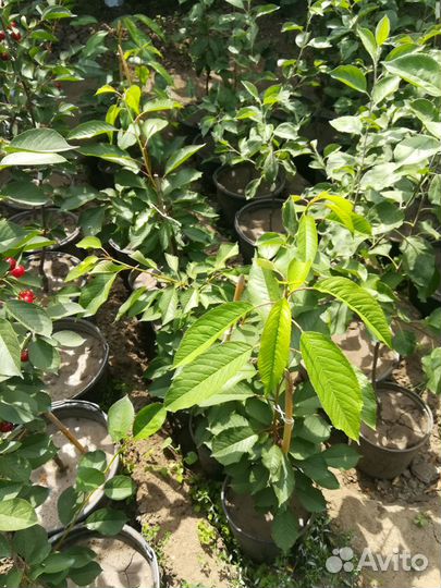 Саженцы Дерево Сад и другие