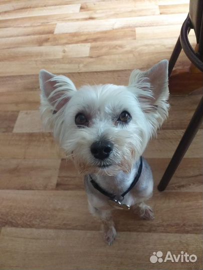 Йорк случка