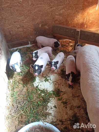 Вьетнамские поросята ленинградская область