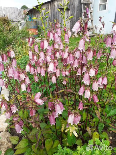 Многолетние цветы для сада