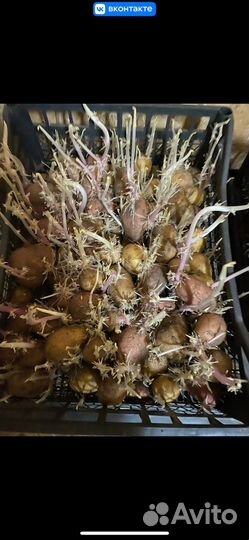 Картошка на посадку