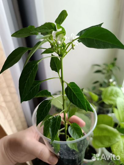 Перец острый