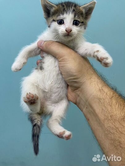 Котята 1мес в отлове