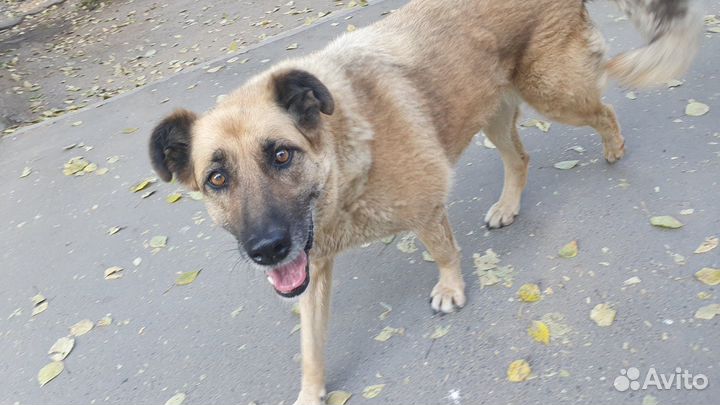 Ищем передержку для собаки