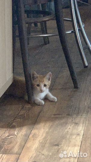 Рыжий котенок